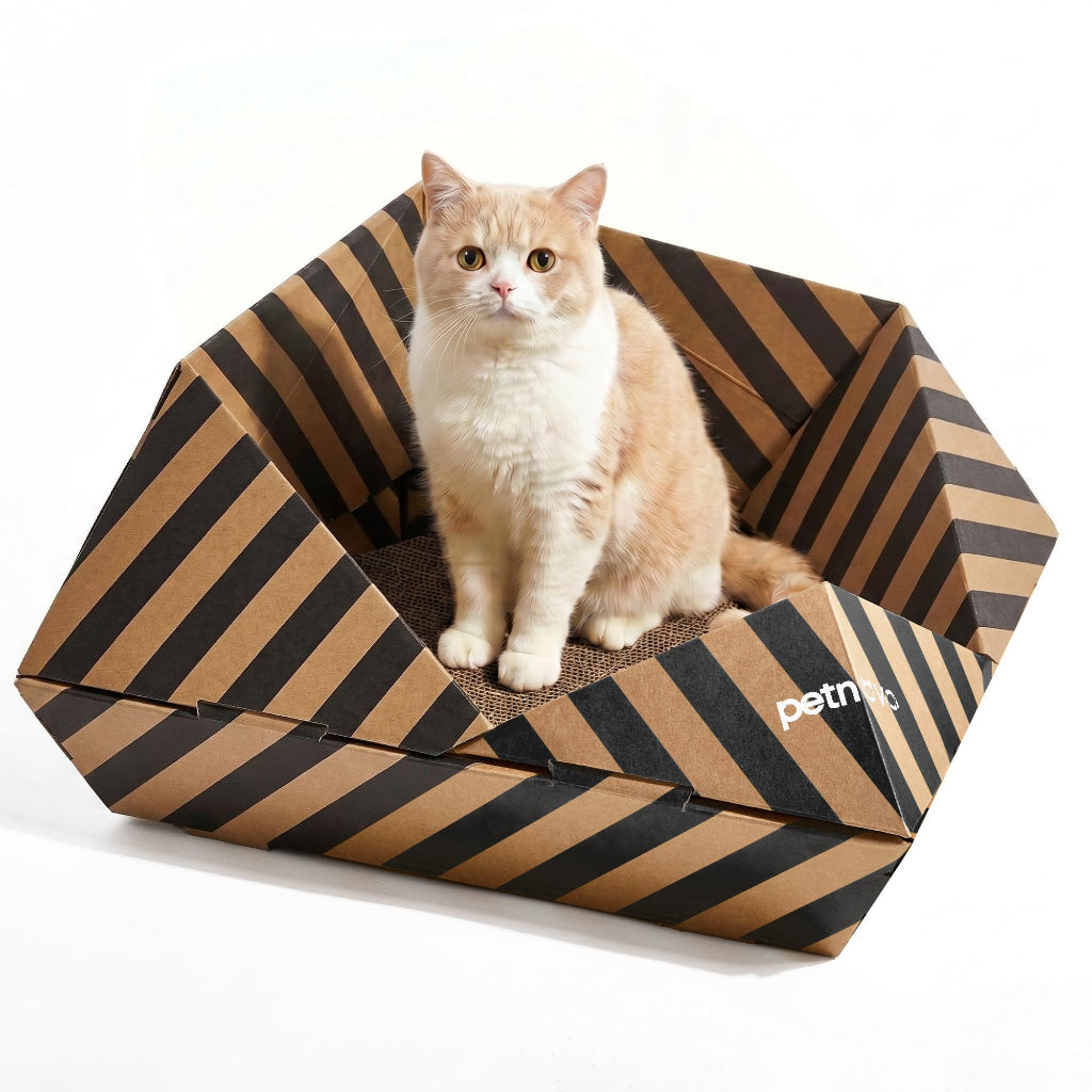 A light orange and white cat sits inside a hexagonal cardboard bed with black diagonal stripes. The brand name 'petmoo' is visible on the side of the bed.