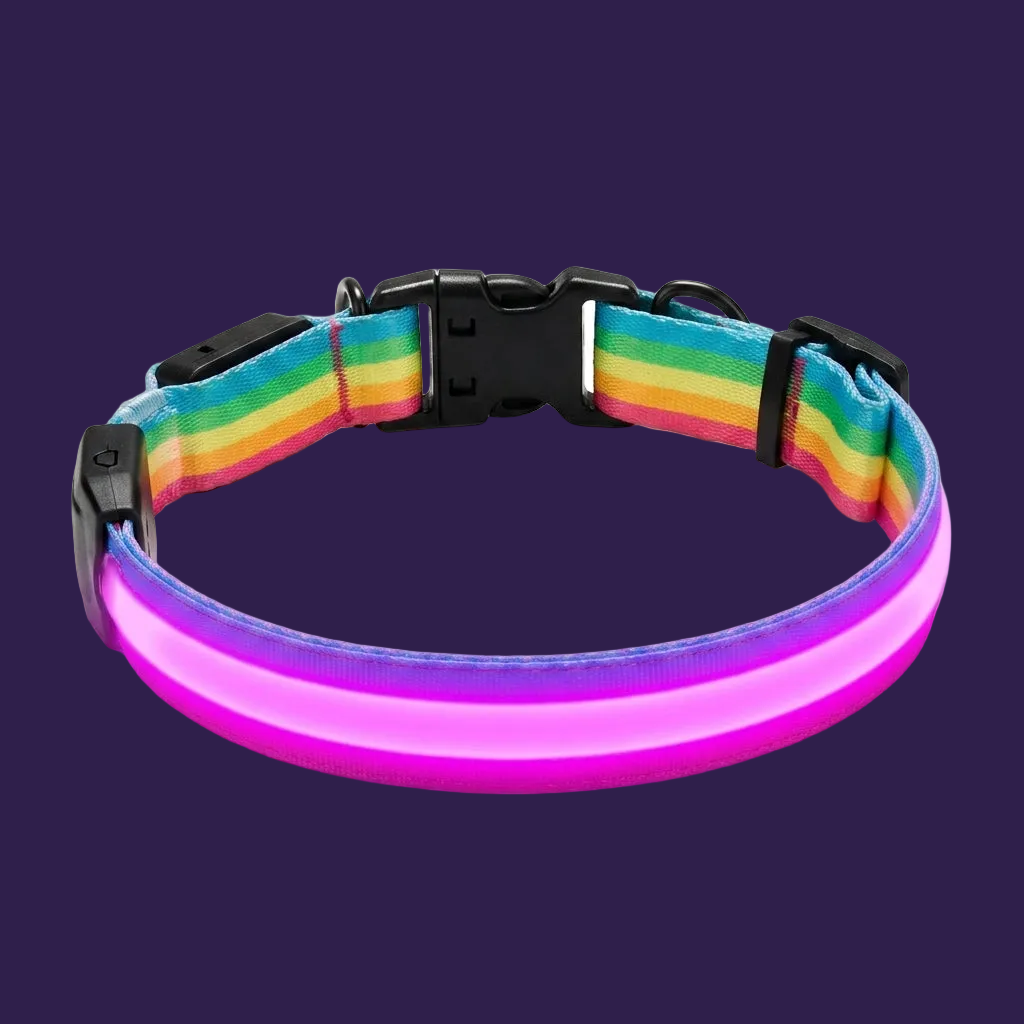 LED Dog Collar for Night Walking - Hero Studio View